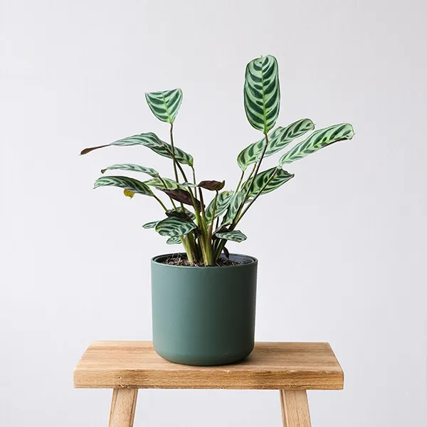 for events and exhibitions